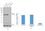 NDUFA9 Antibody