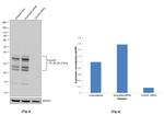 C2orf33 Antibody in Western Blot (WB)