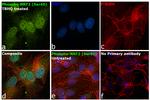 Phospho-Nrf2 (Ser40) Antibody in Immunocytochemistry (ICC/IF)