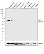 PAX7 Antibody in Western Blot (WB)