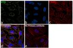 ATF6 Antibody in Immunocytochemistry (ICC/IF)