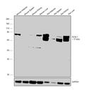 ACSL1 Antibody