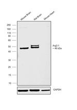 Arg3.1 Antibody in Western Blot (WB)