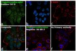 Progesterone Receptor Antibody in Immunocytochemistry (ICC/IF)