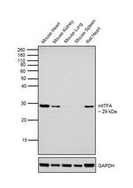 TFAM Antibody in Western Blot (WB)