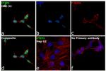 BCL11A Antibody in Immunocytochemistry (ICC/IF)