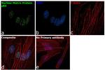 Nuclear Matrix Protein p84 Antibody in Immunocytochemistry (ICC/IF)