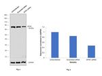 BTRC Antibody in Western Blot (WB)