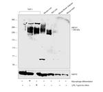 ABCA1 Antibody in Western Blot (WB)