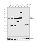 DCT Antibody in Western Blot (WB)