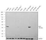 IDH1 Antibody in Western Blot (WB)