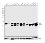 K-Ras Antibody in Western Blot (WB)