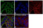 K-Ras Antibody in Immunocytochemistry (ICC/IF)