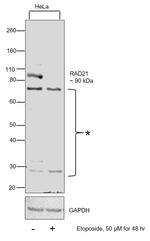 RAD21 Antibody in Western Blot (WB)