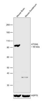 ATG9A Antibody in Western Blot (WB)