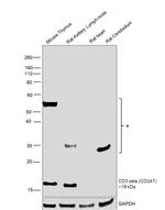 CD3 zeta (CD247) Antibody in Western Blot (WB)