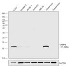 VAMP8 Antibody in Western Blot (WB)