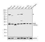 REA Antibody in Western Blot (WB)