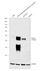 SOX17 Antibody