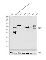 SOX17 Antibody in Western Blot (WB)