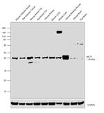 MCT1 Antibody in Western Blot (WB)