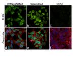 CHD7 Antibody