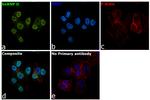 hnRNP D Antibody in Immunocytochemistry (ICC/IF)