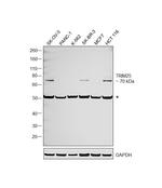 TRIM25 Antibody in Western Blot (WB)