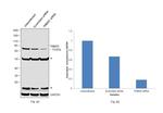 TRIM25 Antibody in Western Blot (WB)