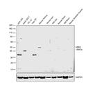 ARR3 Antibody in Western Blot (WB)