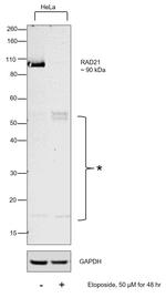 RAD21 Antibody in Western Blot (WB)