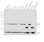 Arp3 Antibody in Western Blot (WB)