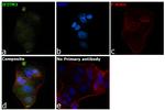 IFITM3 Antibody in Immunocytochemistry (ICC/IF)