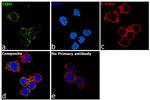 TSPO Antibody in Immunocytochemistry (ICC/IF)