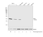 TSPO Antibody in Western Blot (WB)