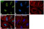 TRIB3 Antibody in Immunocytochemistry (ICC/IF)