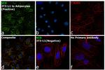 SCD Antibody