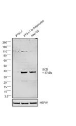 SCD Antibody