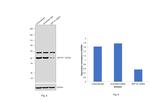 EEF1A1 Antibody in Western Blot (WB)