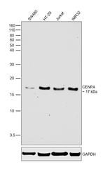 CENPA Antibody in Western Blot (WB)