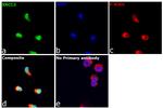 XRCC3 Antibody in Immunocytochemistry (ICC/IF)