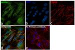 Aldolase A Antibody in Immunocytochemistry (ICC/IF)