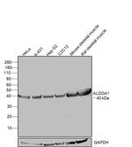 Aldolase A Antibody in Western Blot (WB)