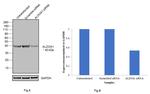 Aldolase A Antibody in Western Blot (WB)