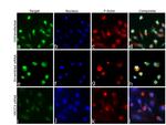 XRCC3 Antibody