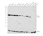 CBS Antibody in Western Blot (WB)