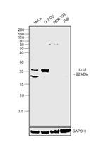 IL-18 Antibody in Western Blot (WB)