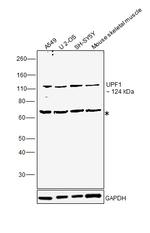 UPF1 Antibody in Western Blot (WB)