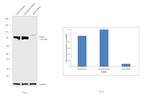 KAP3 Antibody in Western Blot (WB)