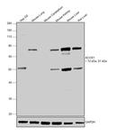 ACOX1 Antibody